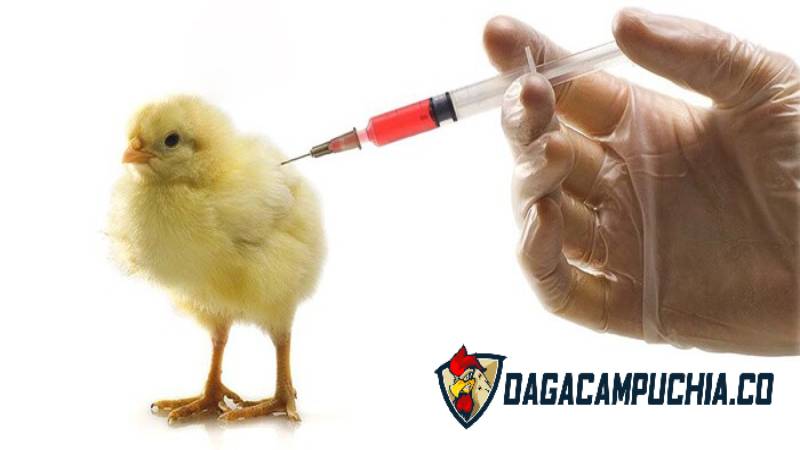 Cách điều trị gà bị bệnh và ngăn ngừa virus